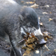 A warty pig gathering leaves for its nest.